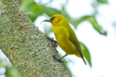 ‘Aumakua ‘Akiapola‘au