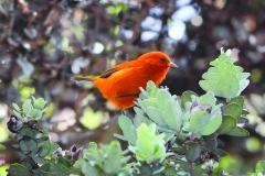 Meet the Honeycreepers Akepa