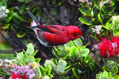 Meet the Honeycreepers Apapane