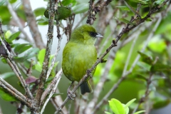 Meet the Honeycreepers Hawai‘i Creeper