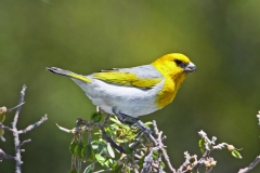 Meet the Honeycreepers Palila