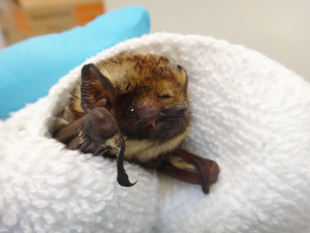 Hawaiian Hoary Bat — Hawai‘i Wildlife Center