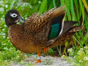 Laysan Duck