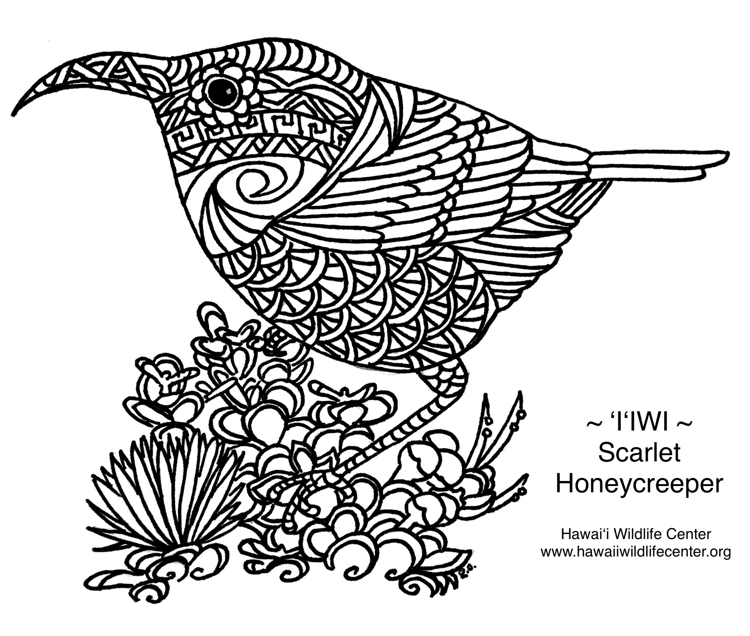 Activities — Hawai‘i Wildlife Center