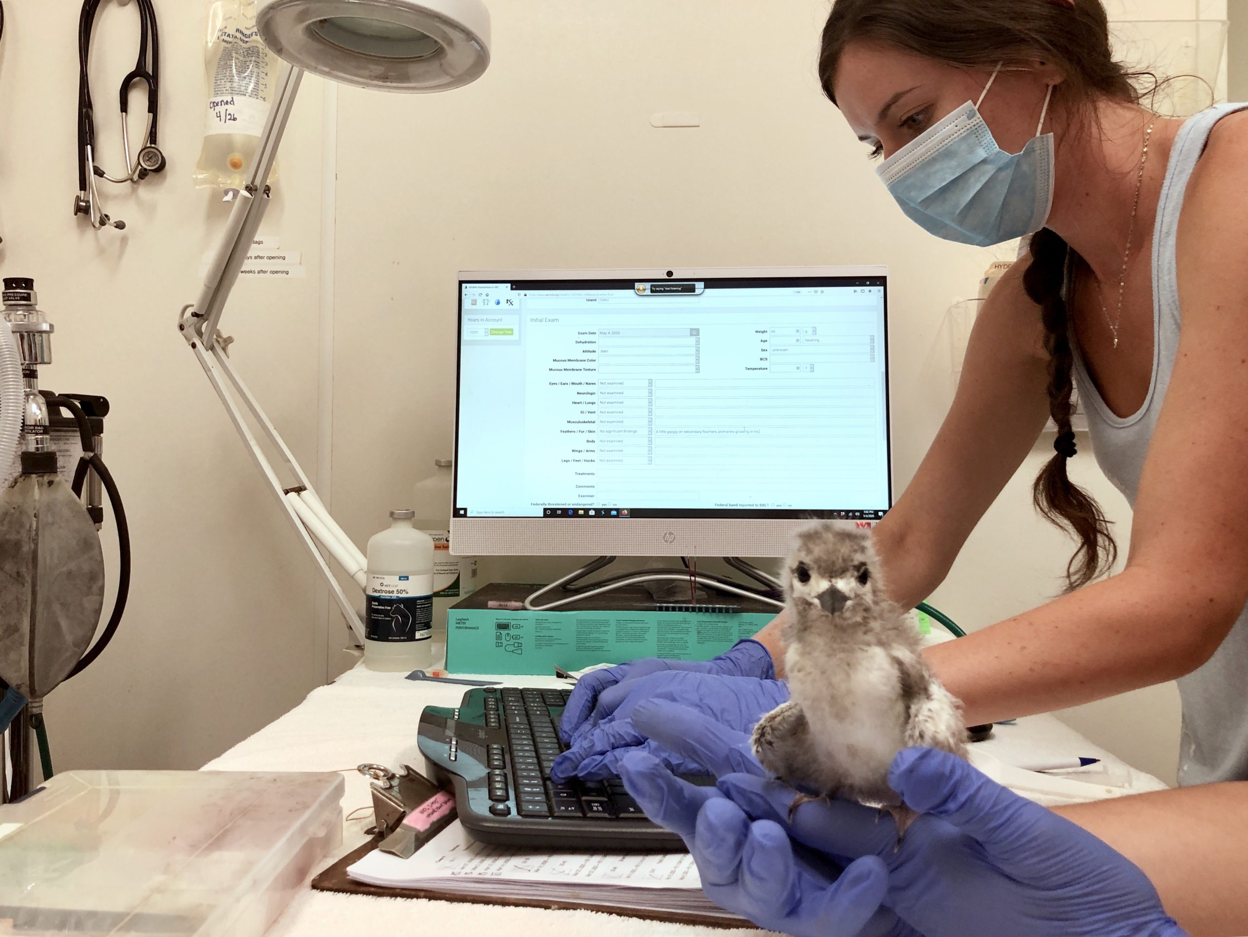 chick in hospital intake