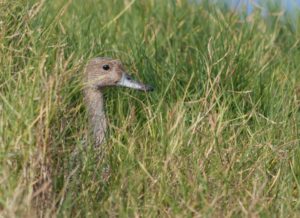 Northern Pintail (15-39)