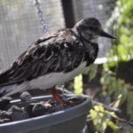 Ruddy Turnstone