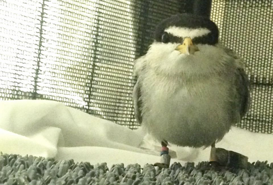 Least Tern (16-22)