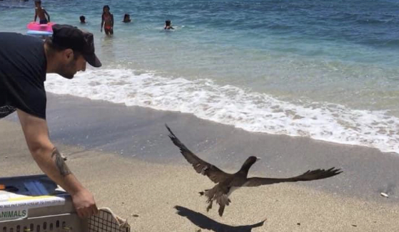 booby release