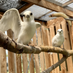 white terns