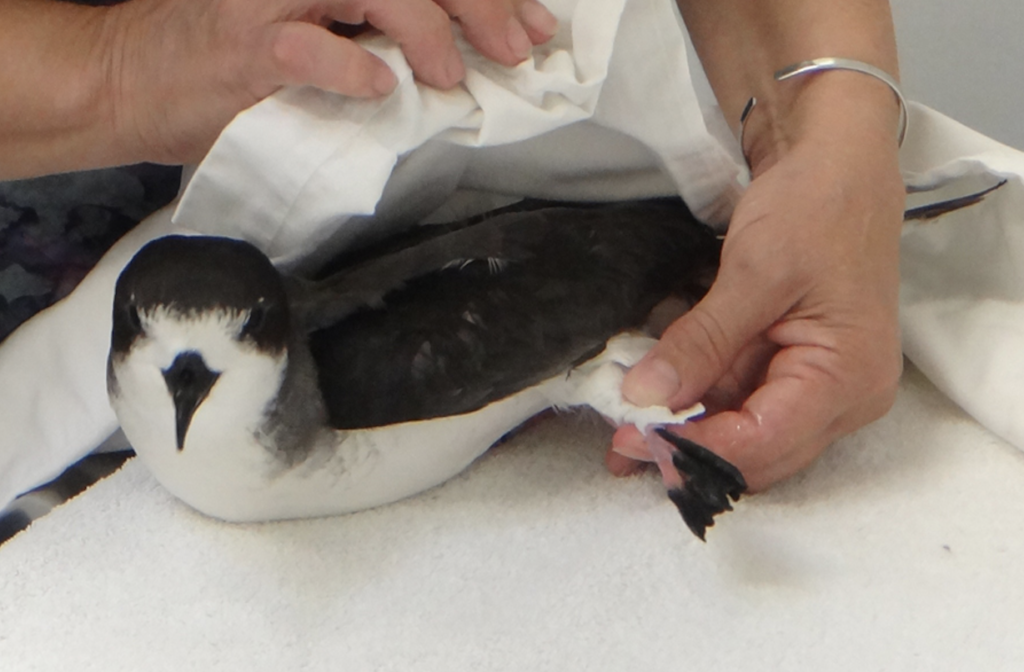 hawaiian petrel in hospital