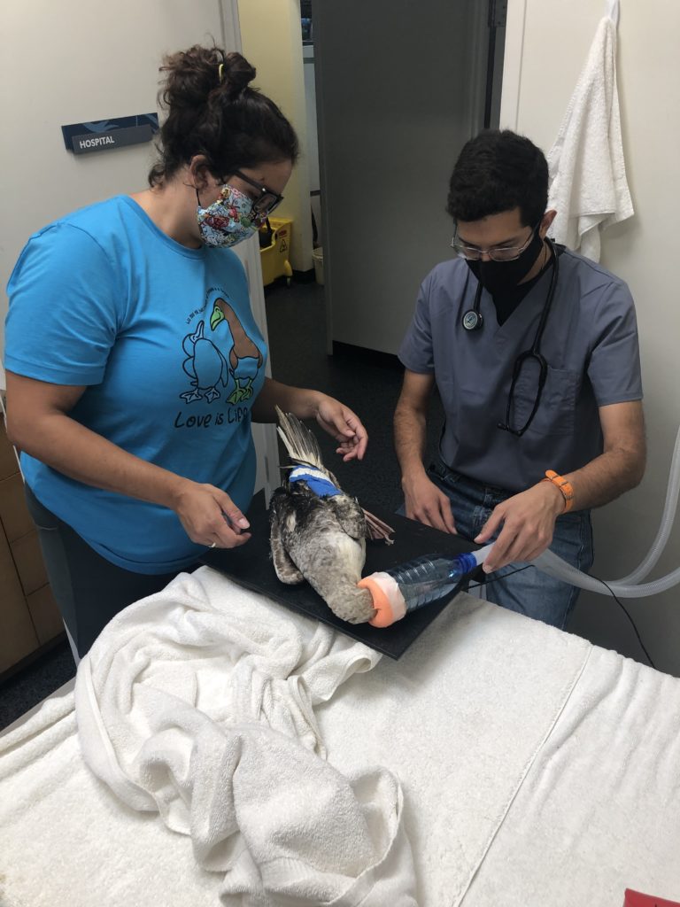 working on a booby in the hospital