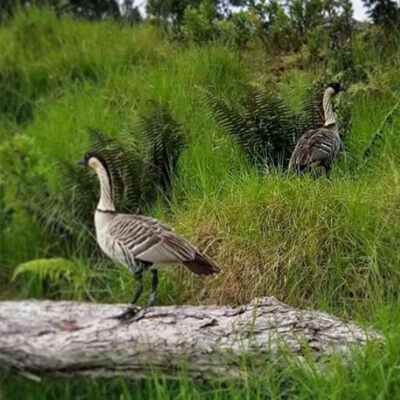 Nene geese