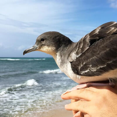 Oahu Seabird