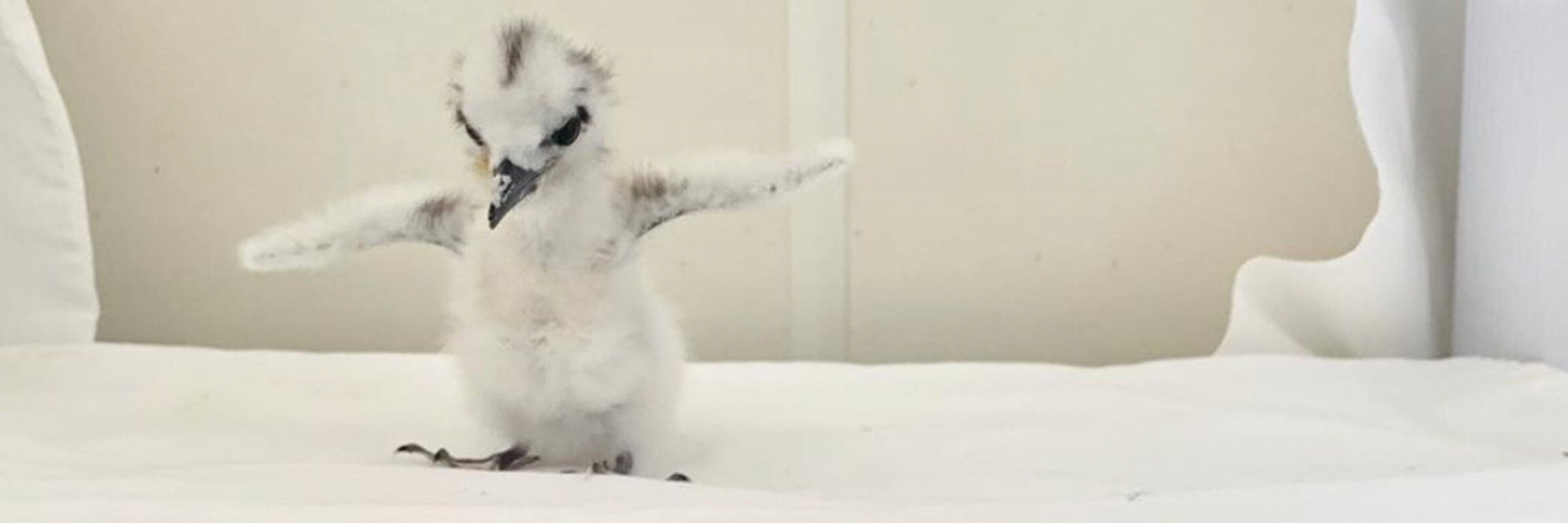 white tern chick