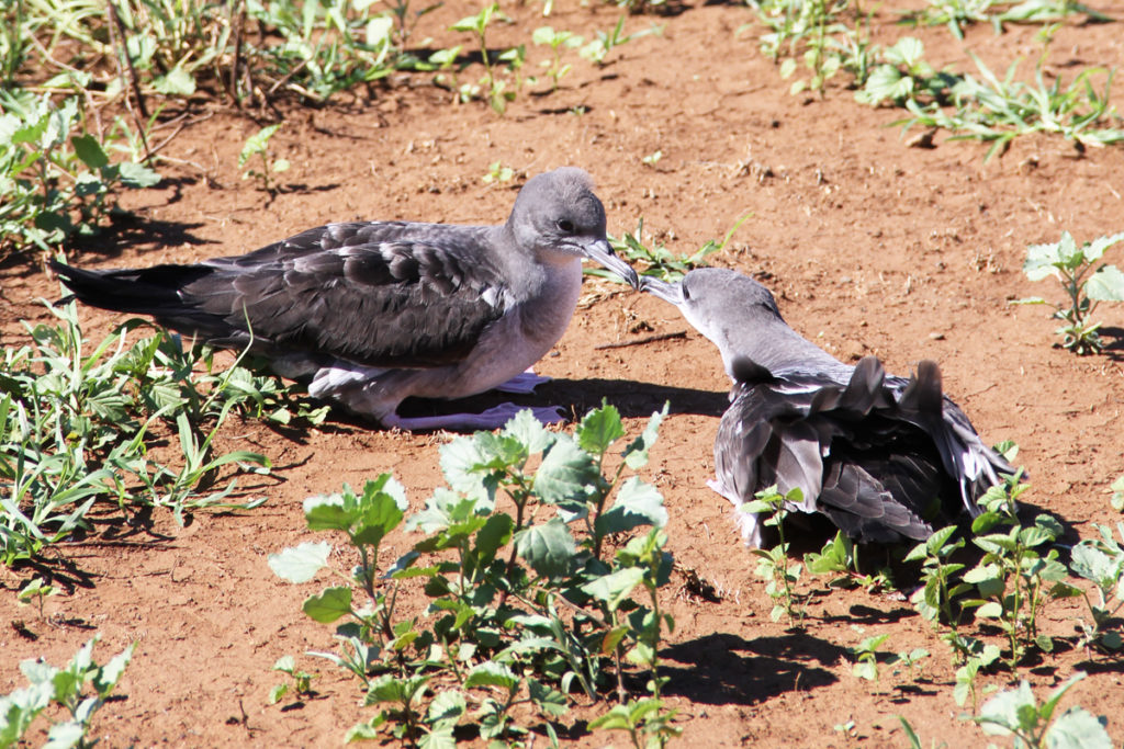 shearwaters at release site