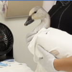 snow goose in hospital