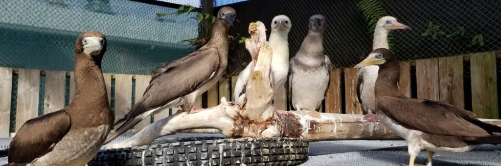 boobies in the aviary