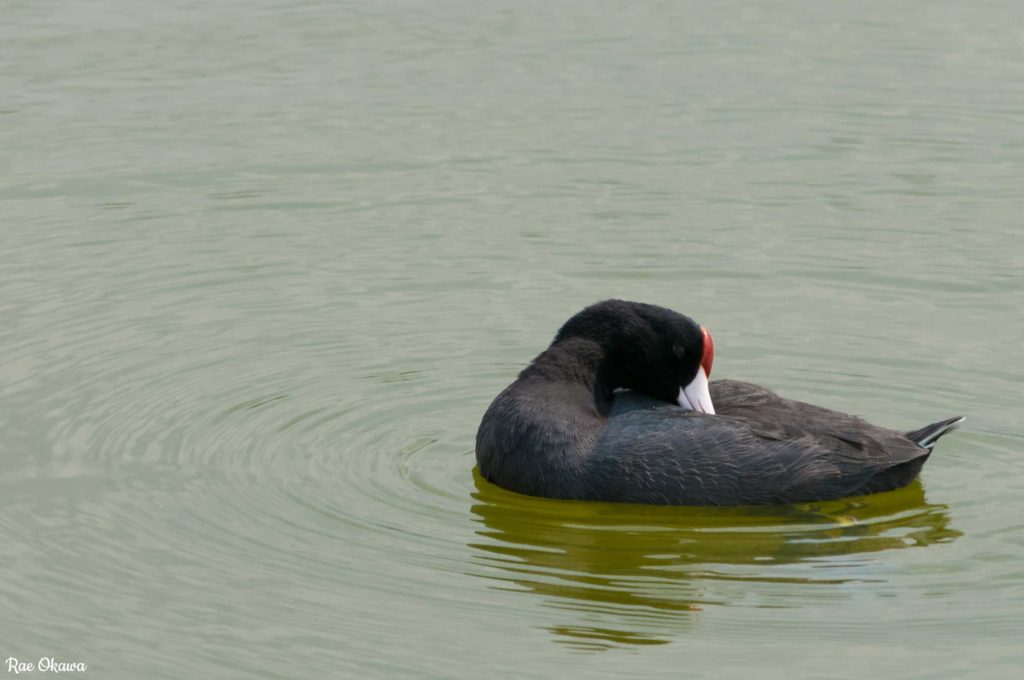 hawaiian coot on the water