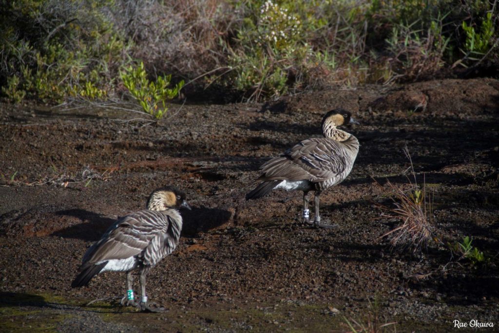 two nene in volcano