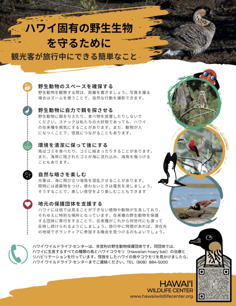 Enjoying wildlife responsibly Japanese flyer