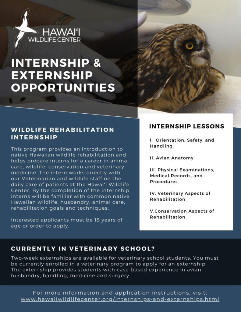 internship and externship informational flyer