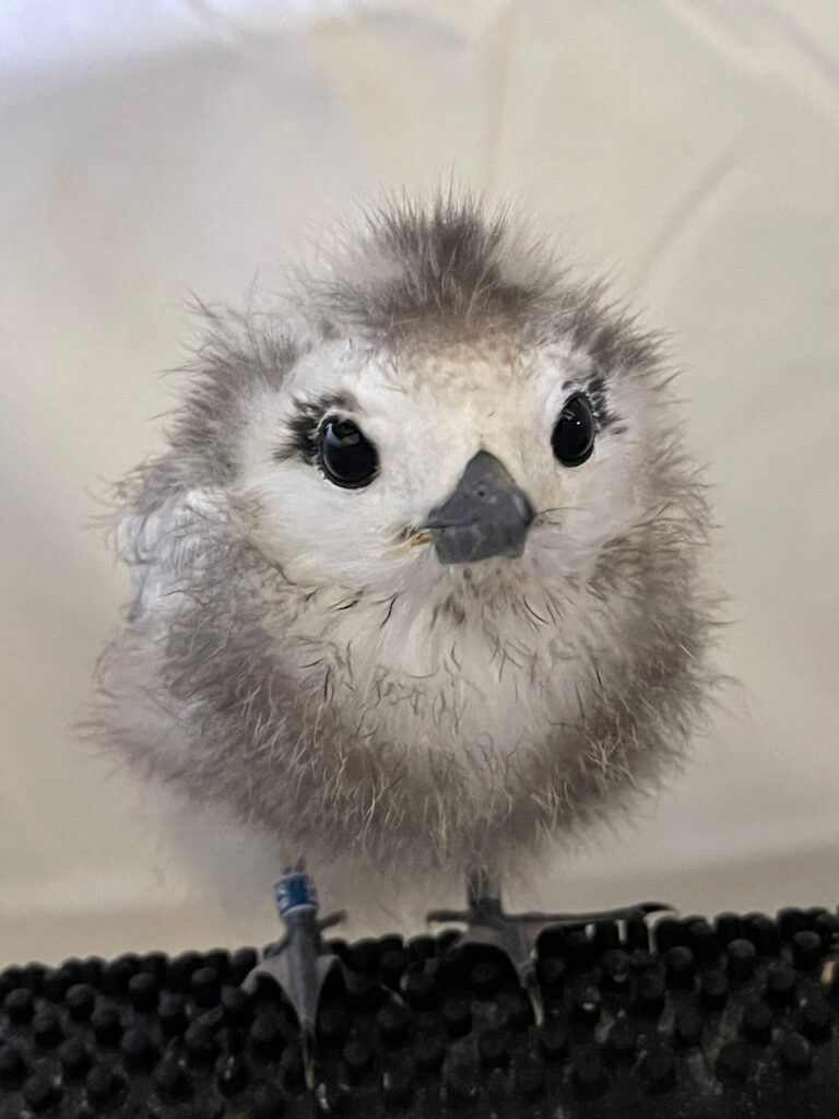 White tern youngster