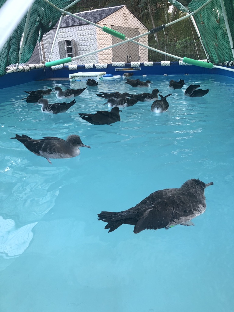 lots of wedge-tailed shearwaters on a pool