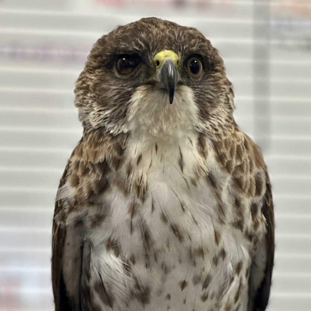 Ambassador hawk Makaʻio in front of the hospital whiteboard