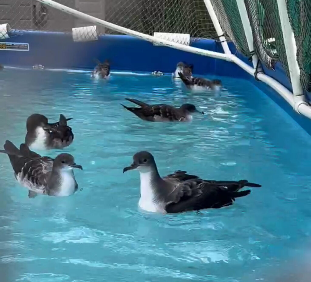 seabirds on a pool 