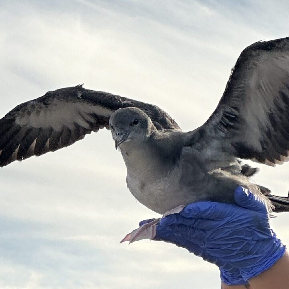seabird being released from gloved hands