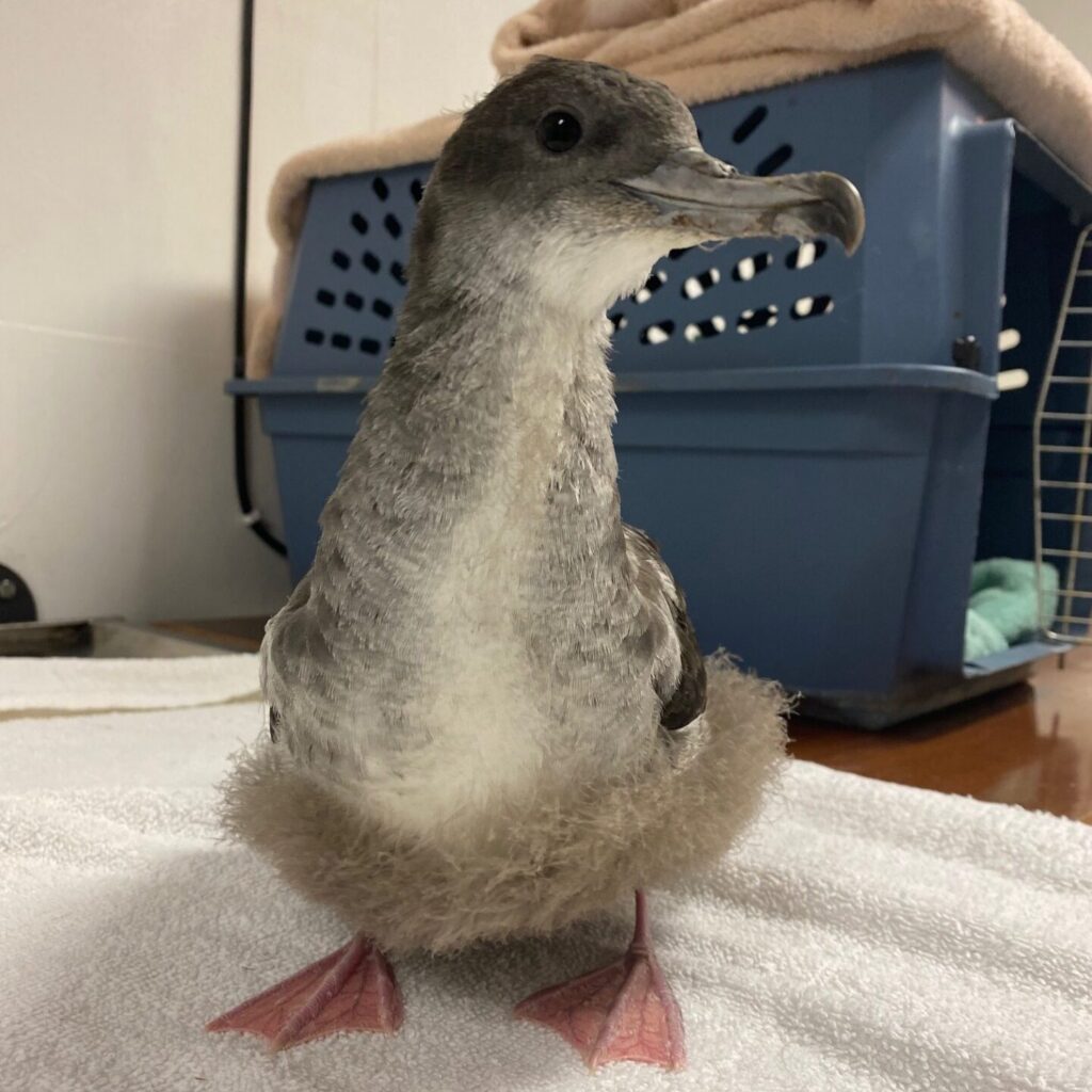 shearwater standing in front of travel kennel