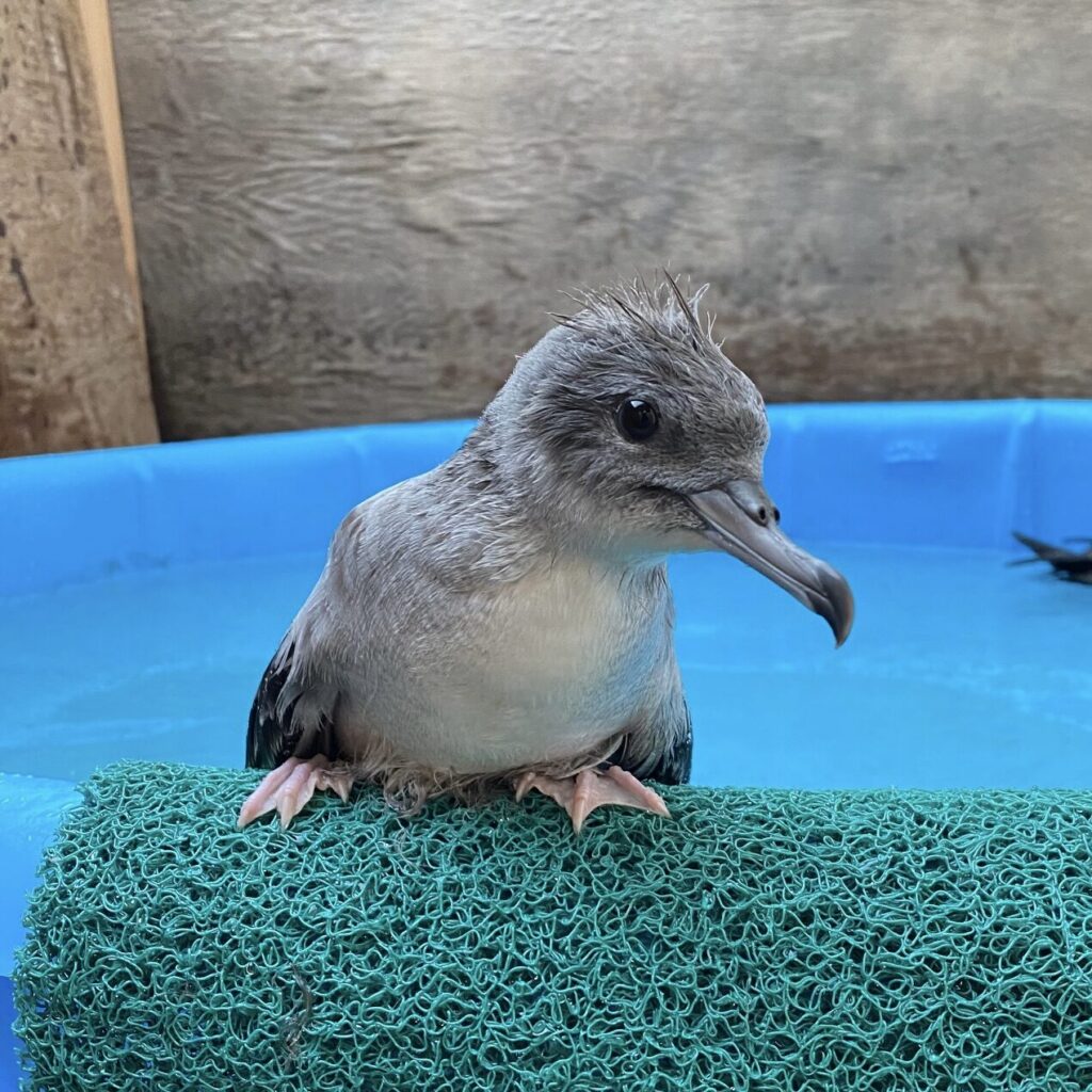 seabird sitting on the edge of a small pool