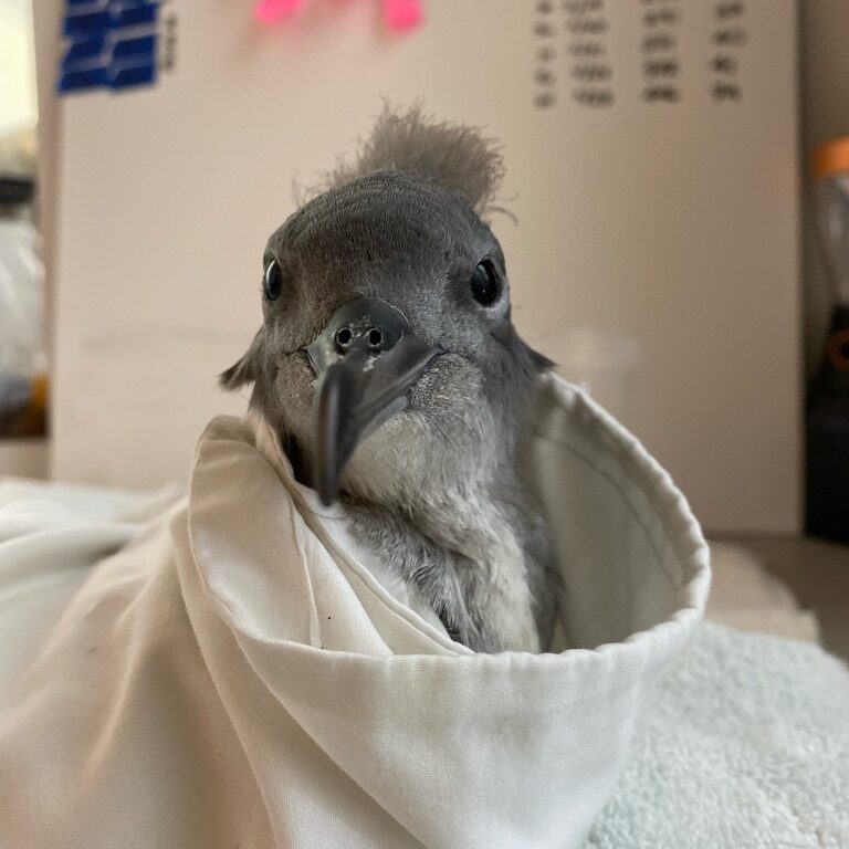 shearwater in hospital