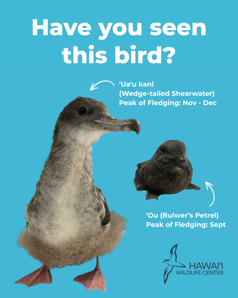 image comparing a wedge tailed shearwater to a bulwerʻs petrel