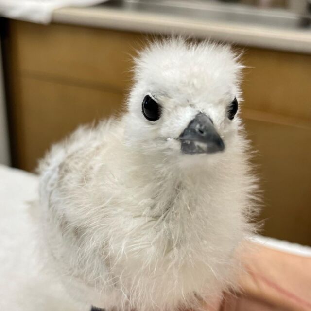How to Rescue an Injured Bird - Hawai'i Wildlife Center How to Rescue an Injured Bird - Hawai'i Wildlife Center